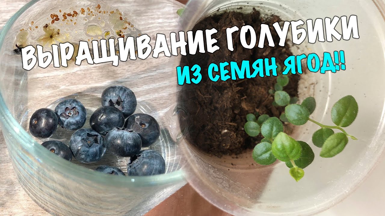 Blaubeeren aus Samen zu Hause anbauen