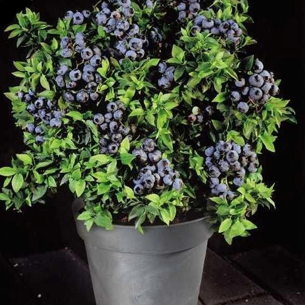 Heidelbeeren aus Samen zu Hause anbauen