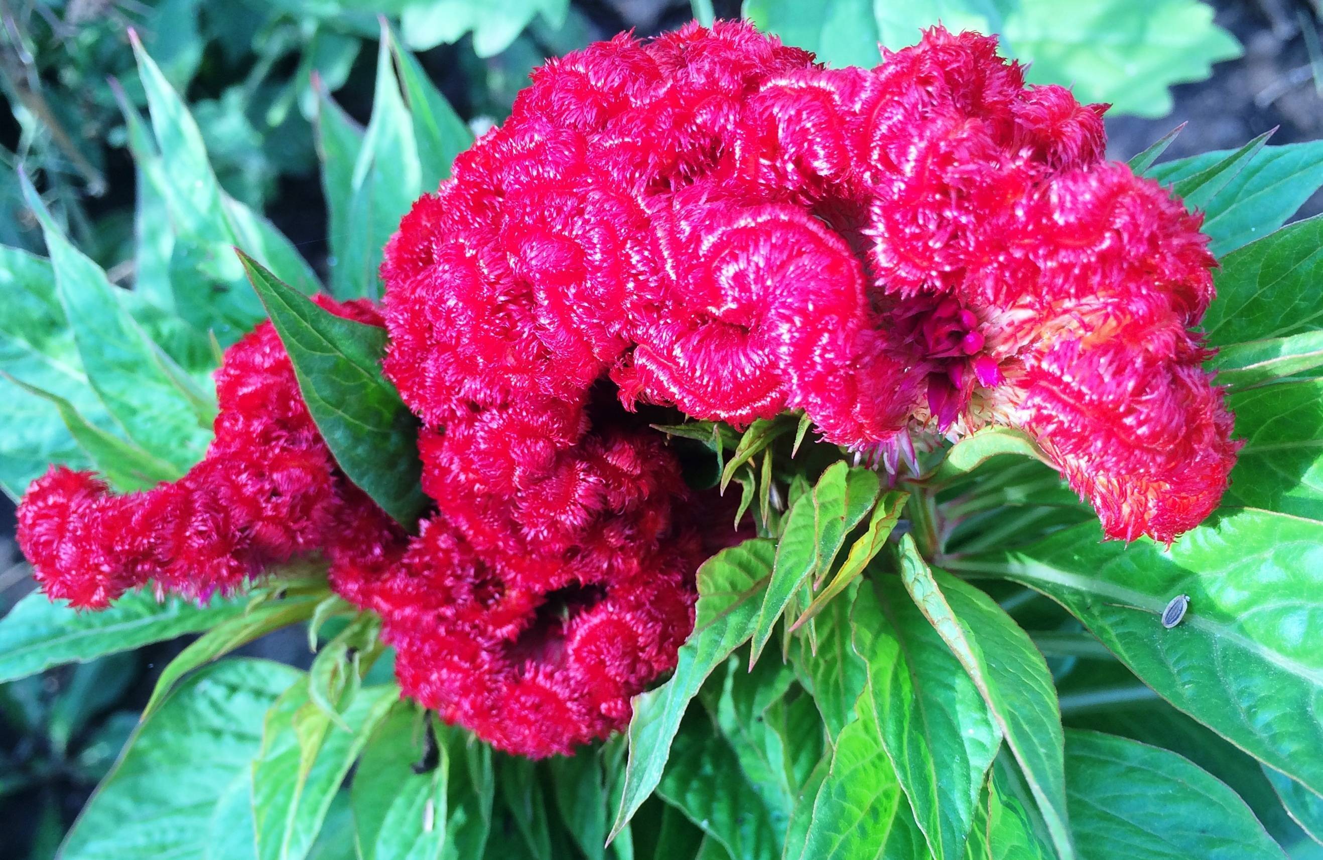Anbau von Celosia cristata