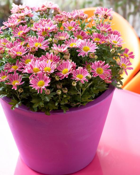Chrysanthemen im Topf zu Hause anbauen