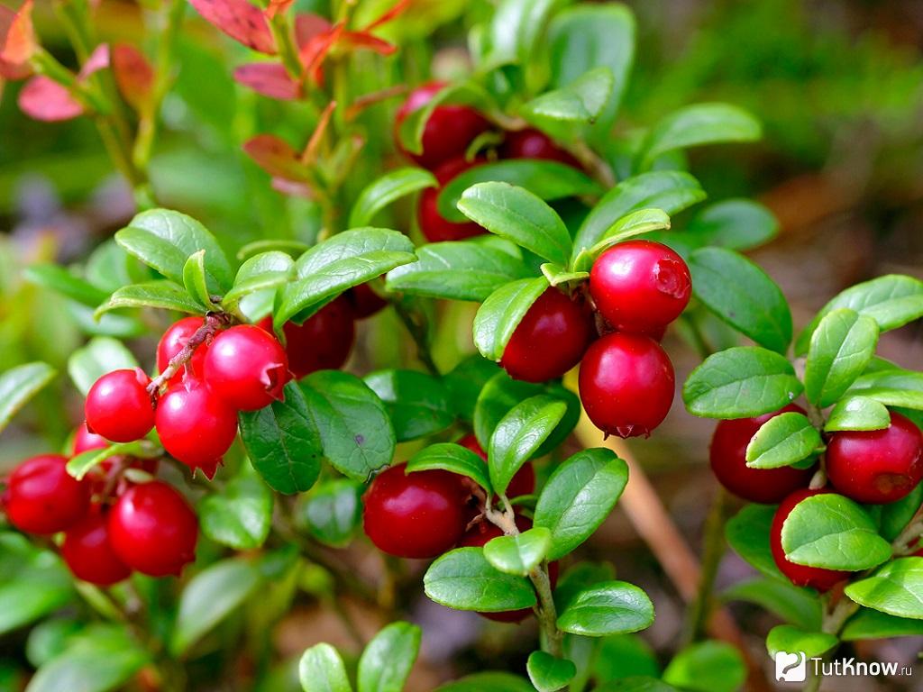 Anbau von Cranberries im Garten