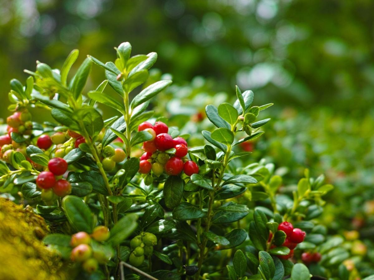 Anbau von Cranberries im Garten