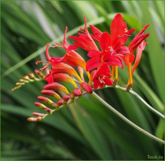 Der Anbau von Crocosmia