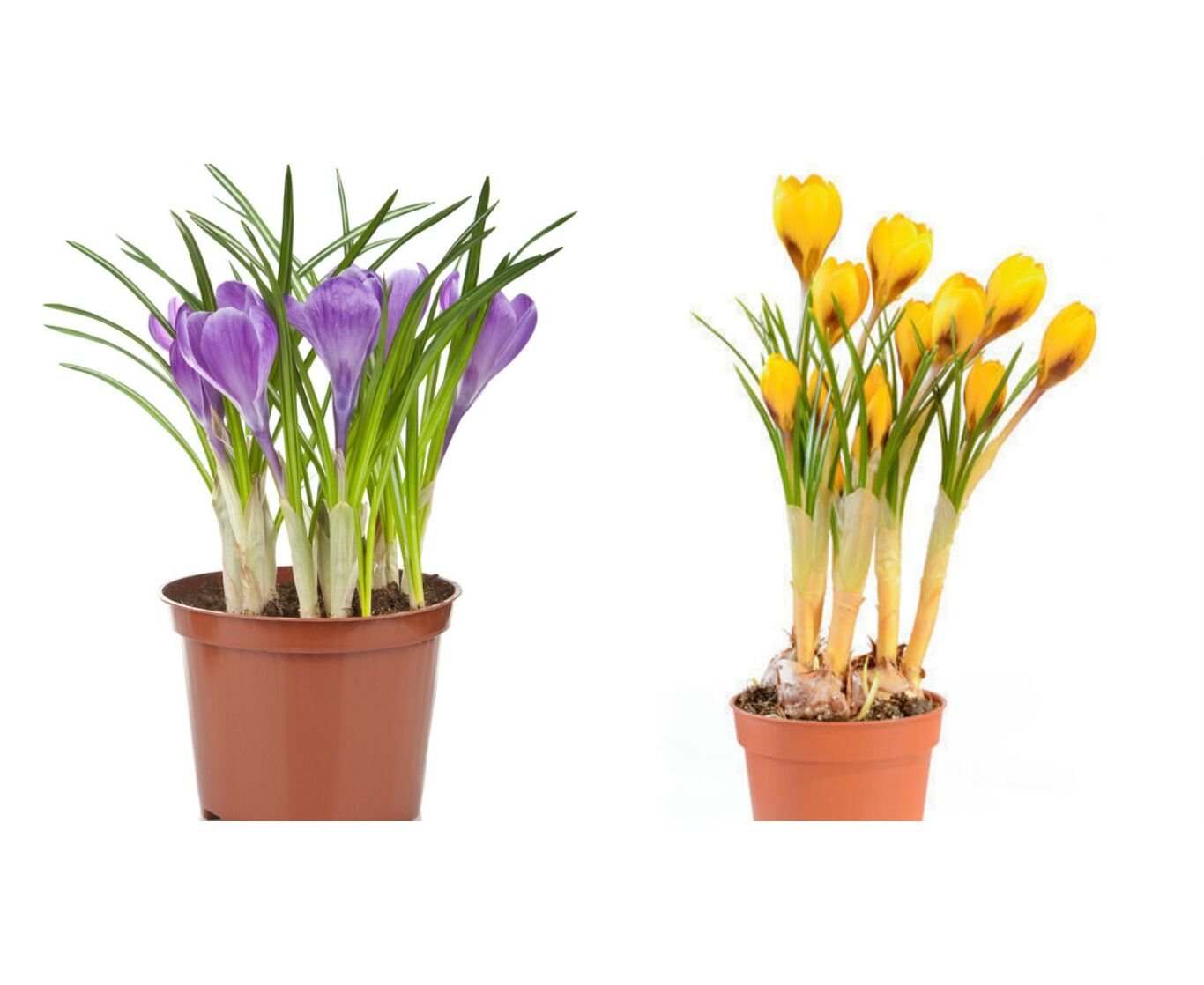Krokusse im Topf zu Hause anbauen