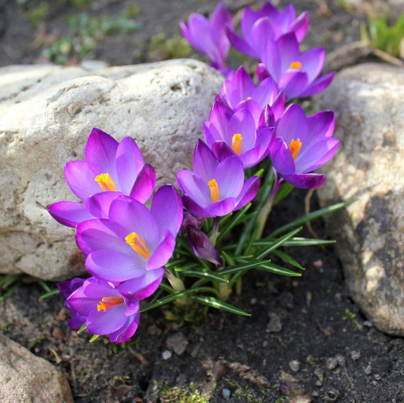 Anbau von Krokussen im Freiland