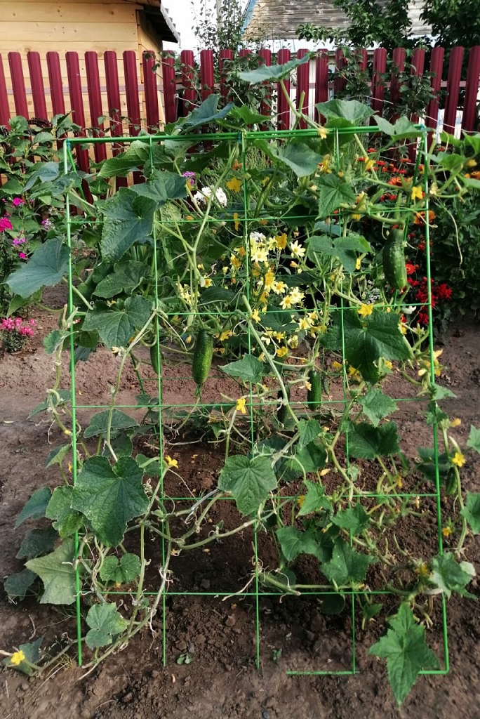Anbau von Gurken am Spalier im Freiland