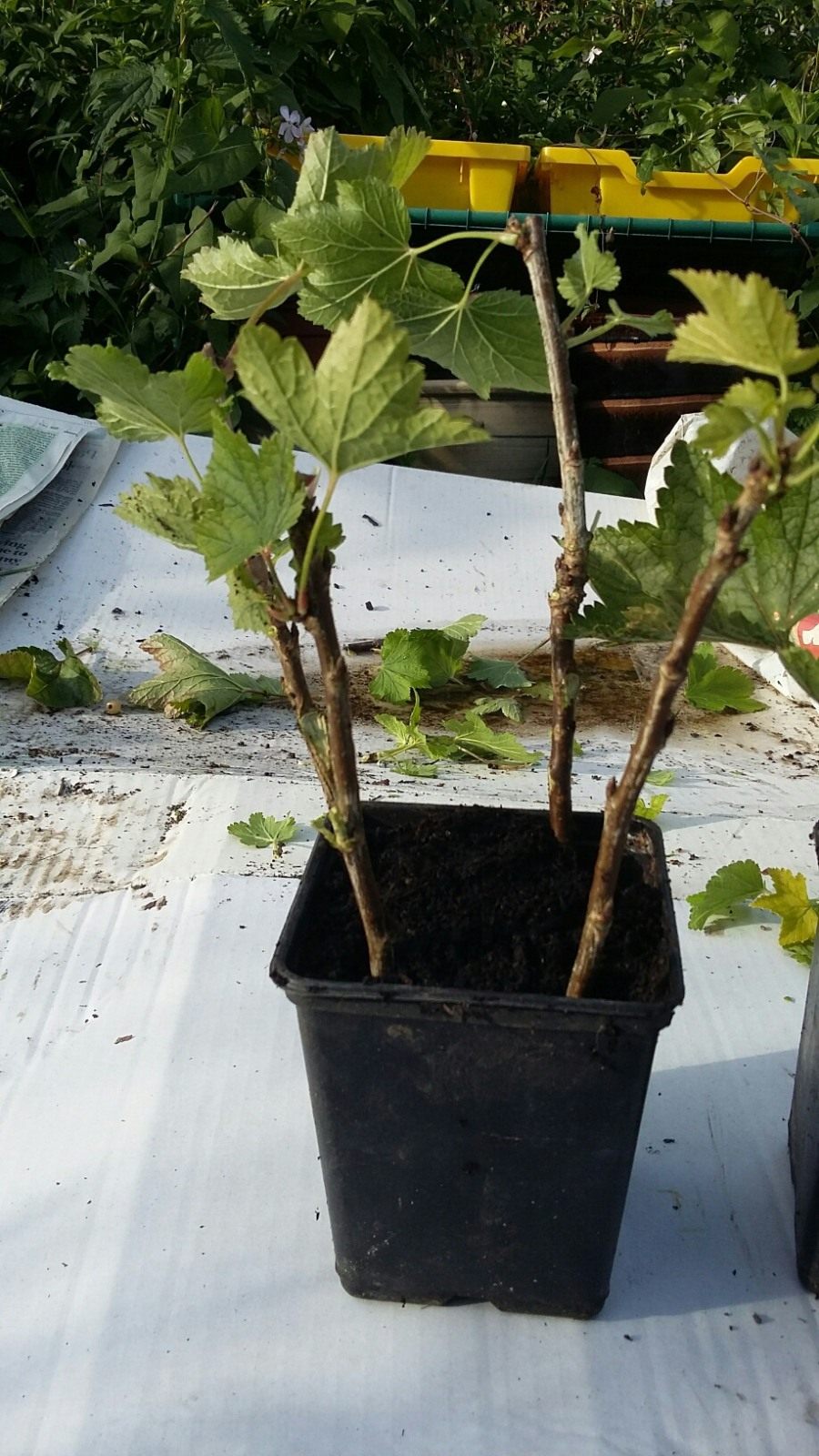 Johannisbeeren aus Stecklingen zu Hause ziehen
