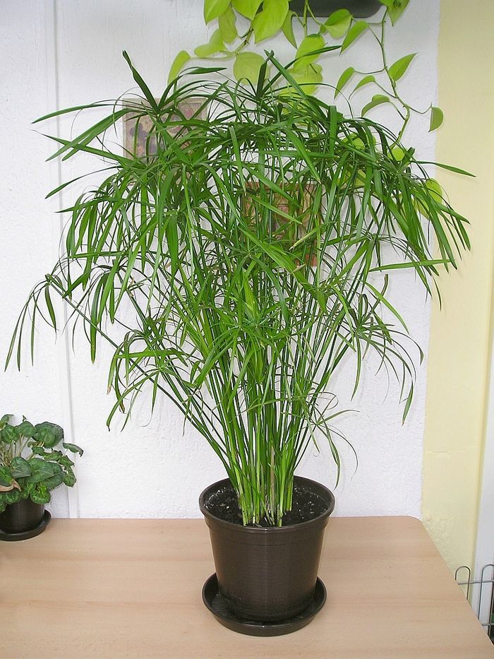 Anbau von Cyperus im Haus