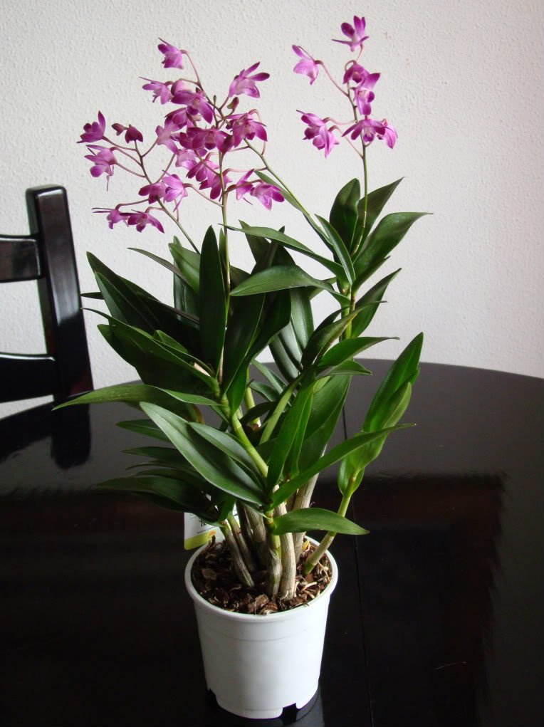 Dendrobium zu Hause anbauen