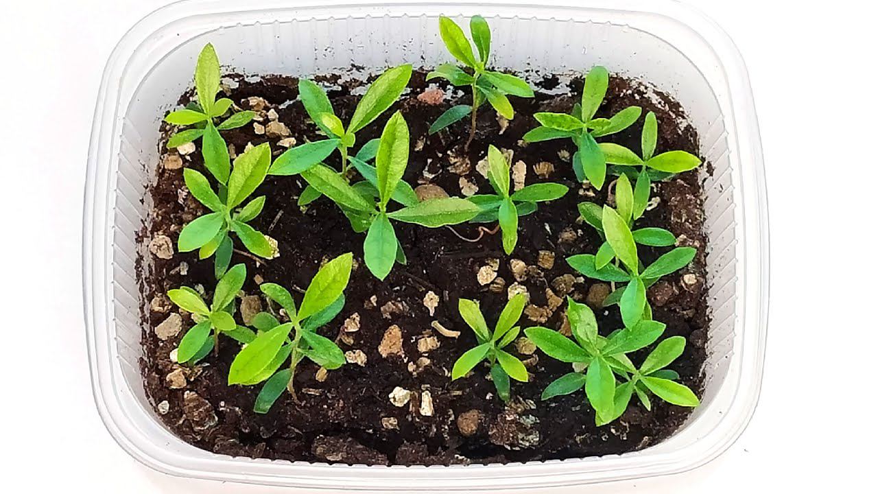 Anbau von Feijoa zu Hause aus Samen