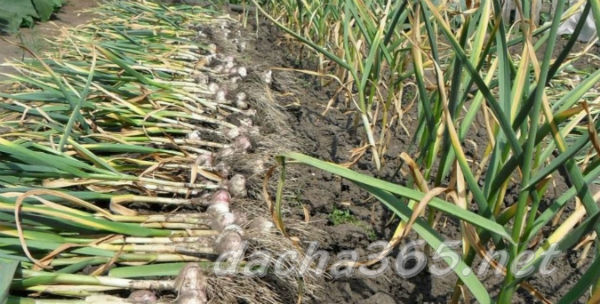 Anbau von Knoblauch aus Brutzwiebeln im Freiland