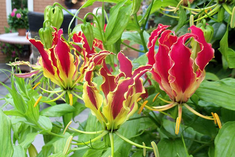 Anbau von Gloriosa
