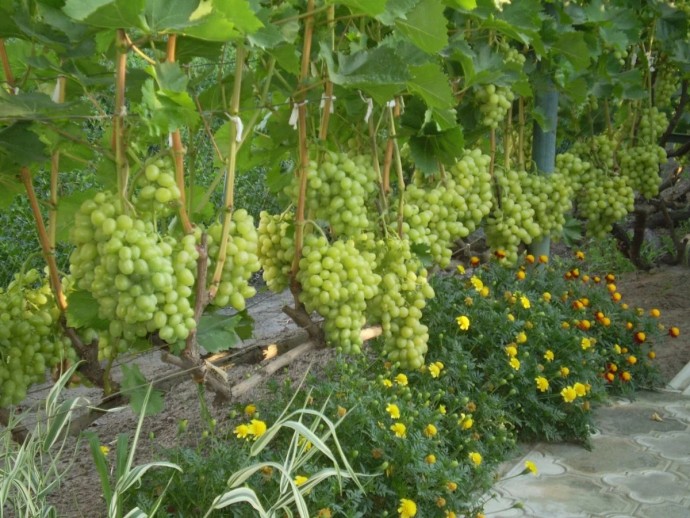 Anbau von Wein aus Stecklingen zu Hause