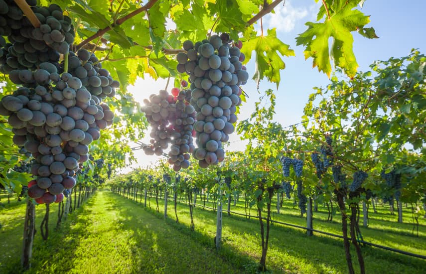 Weinanbau in Sibirien im Freiland
