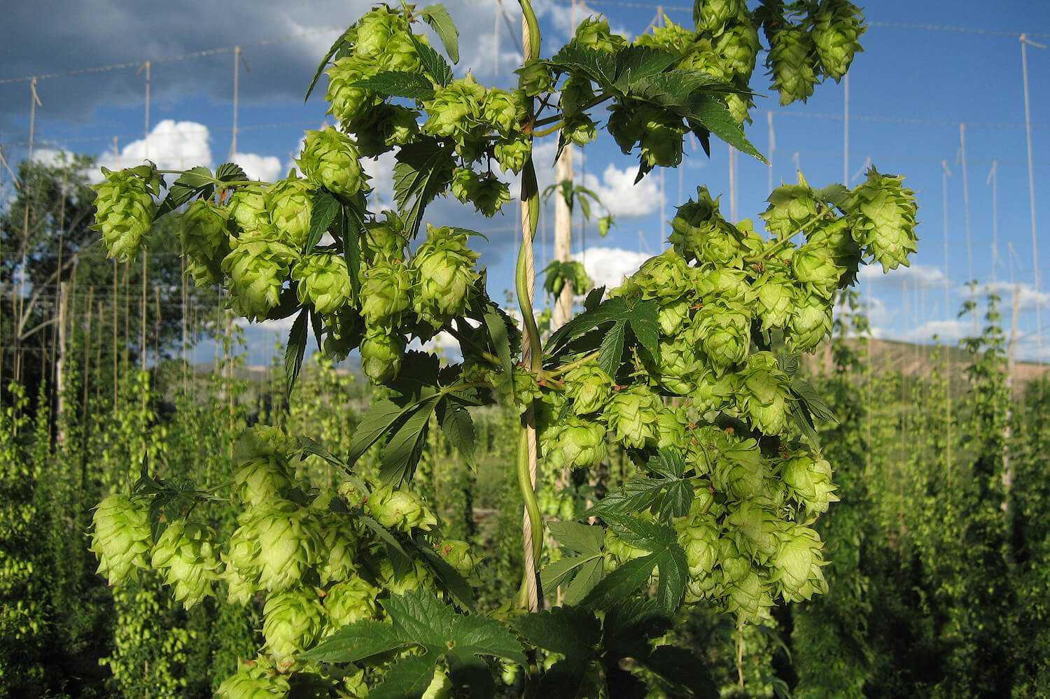 Hopfenanbau im Garten