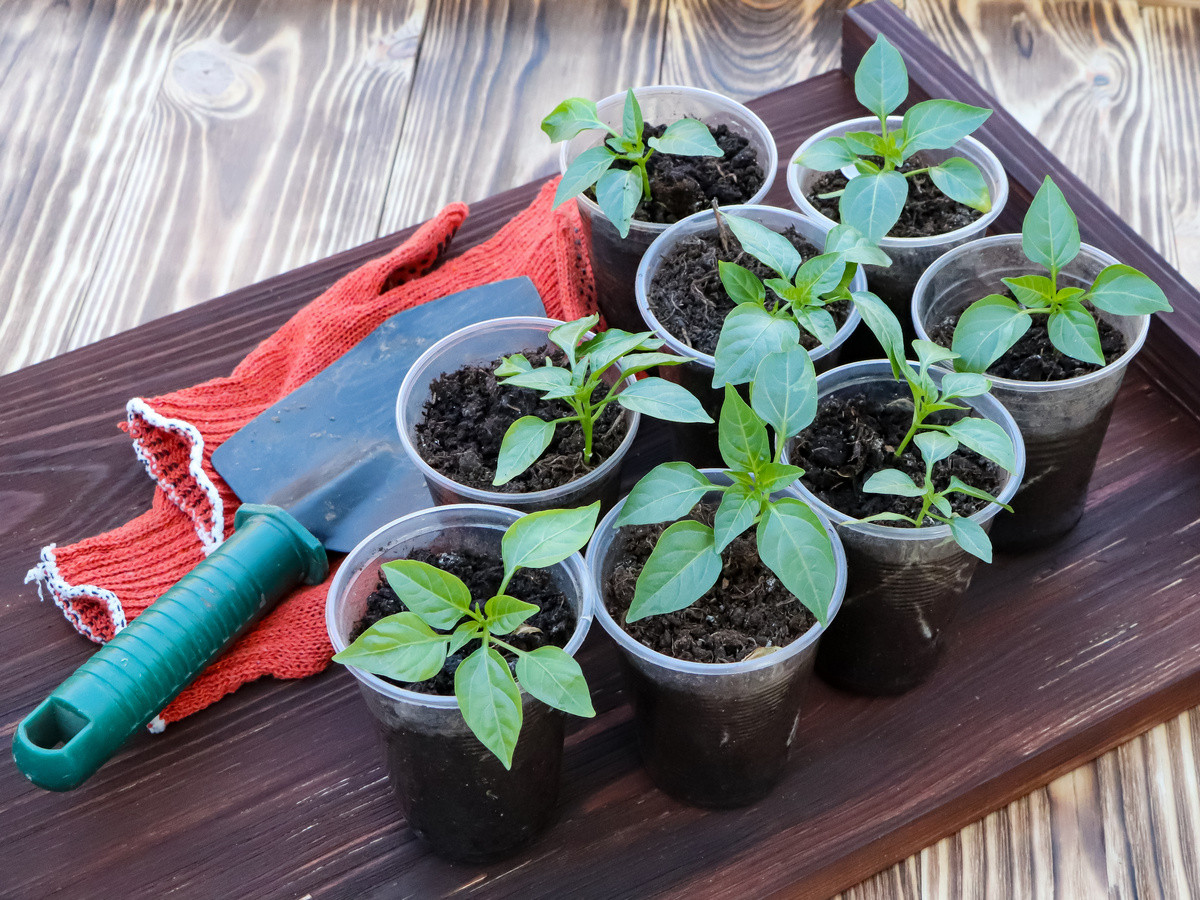 Anbau von Zimmerpaprika aus Samen