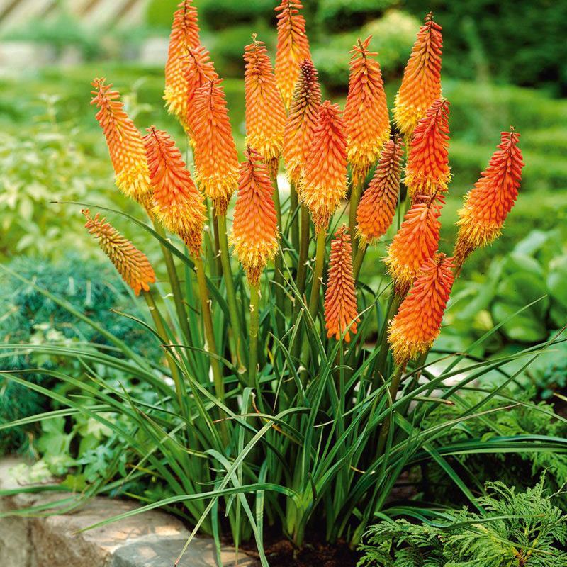 Anbau von Kniphofia