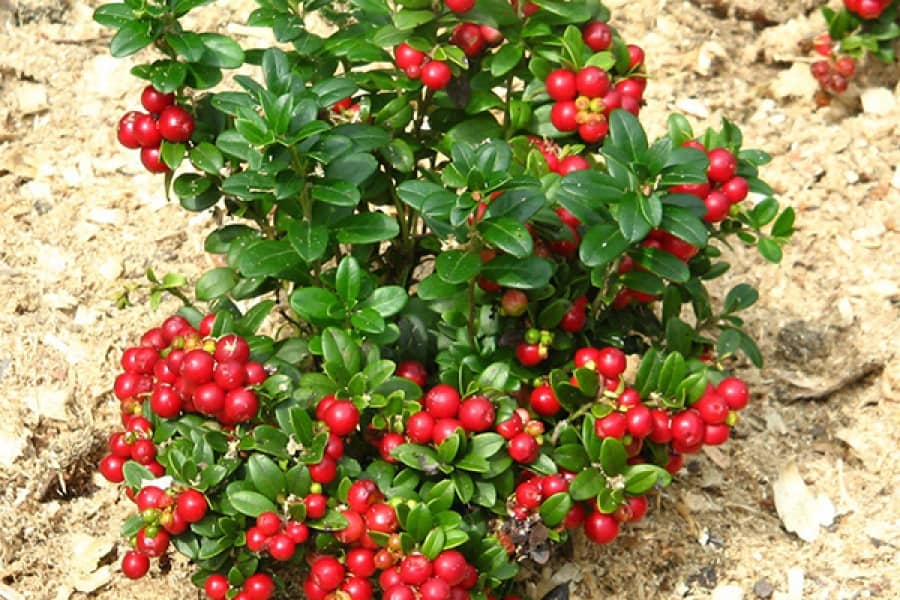 Anbau von Preiselbeeren im Hausgarten