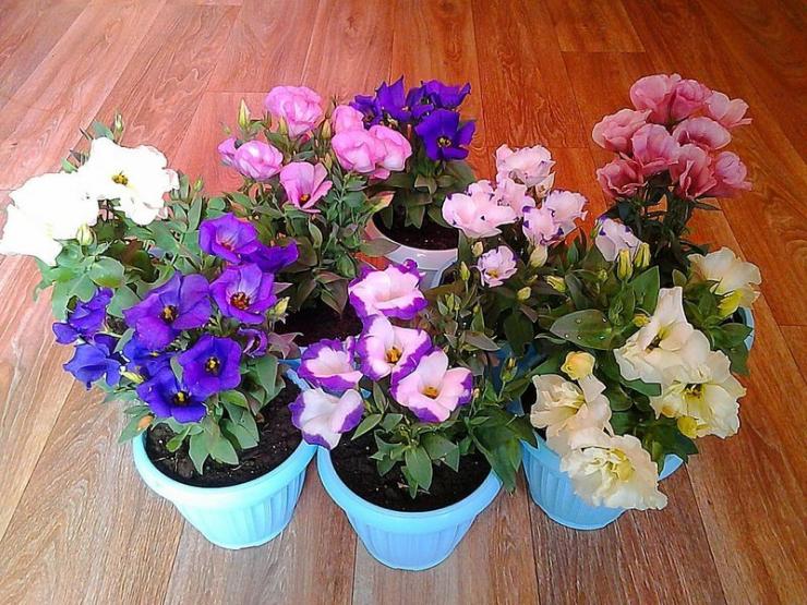 Anbau von Lisianthus aus Samen zu Hause