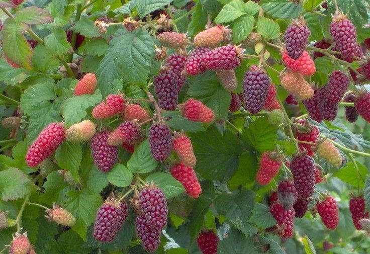 Anbau von Bromhimbeeren auf dem Hausgrundstück