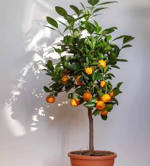 Mandarinenbaum zu Hause anbauen