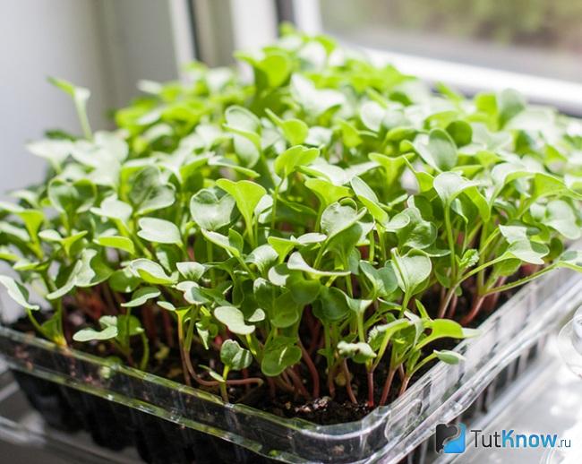 Anbau von Microgreens zu Hause