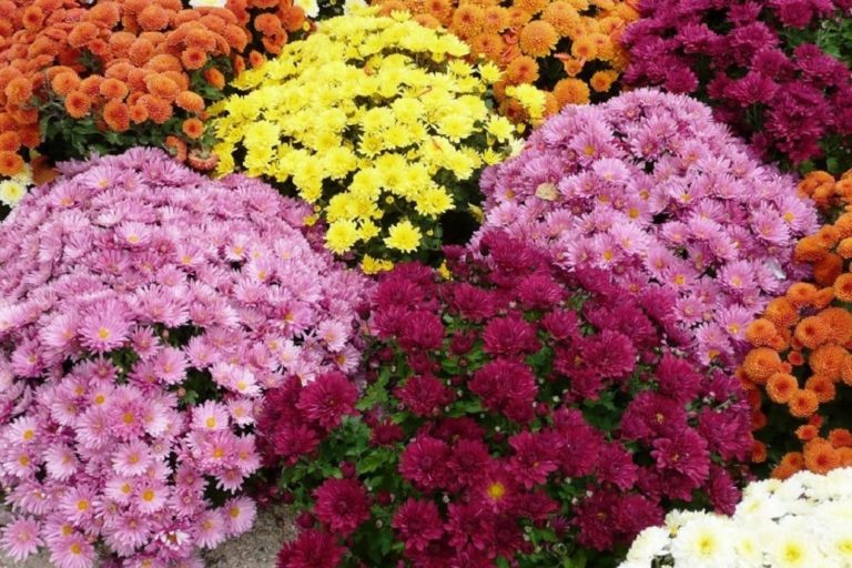 Anbau von Chrysantheme Multiflora in Töpfen im Freien