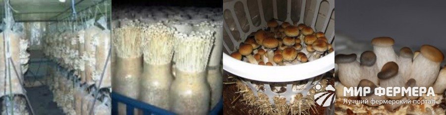 Pilzanbau zu Hause für Anfänger