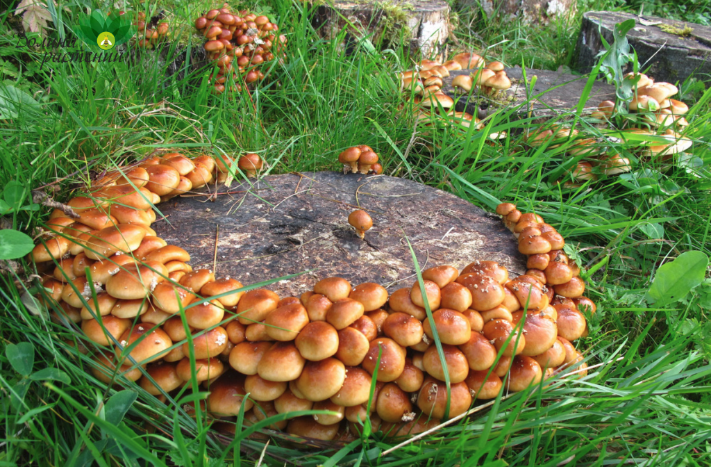 Pilzanbau aus Myzel im Garten