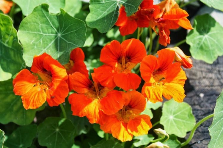 Kapuzinerkresse aus Samen ziehen: schöne Blüten.
