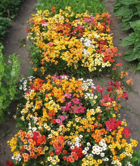 Anbau von Nemesia