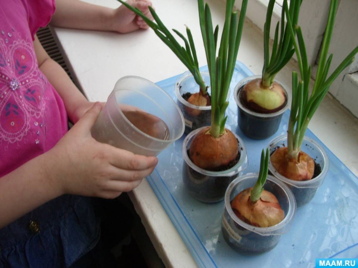 Zwiebelanbau im Wasserglas