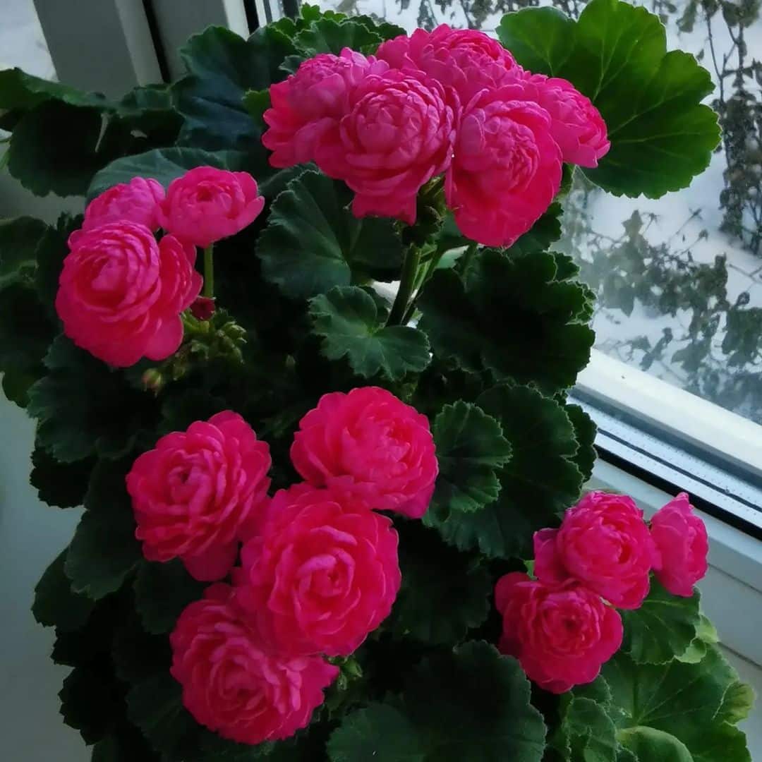 Anzucht von Pelargonien aus Stecklingen