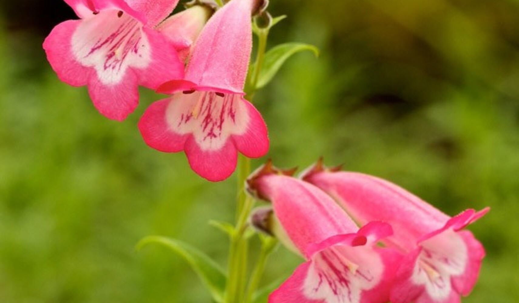 Der Anbau von Penstemon wird Ihren Garten verschönern