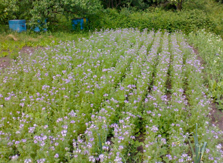 Anbau von Phacelia für Samen