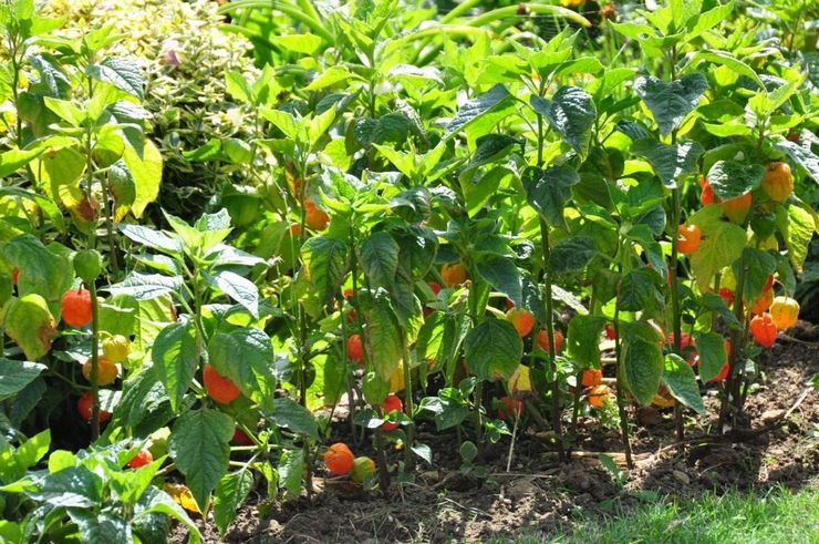Anbau der Physalis aus Samen im Freiland