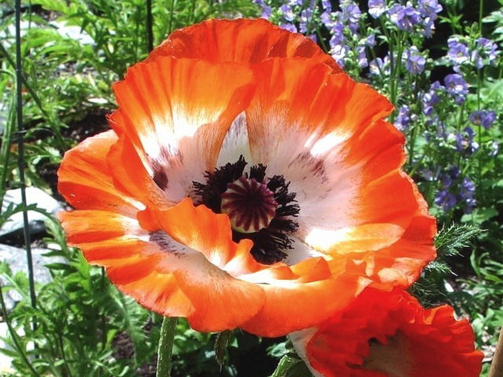 Anbau von Mohn im Garten
