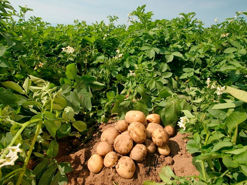 Kartoffeln aus Samen anbauen