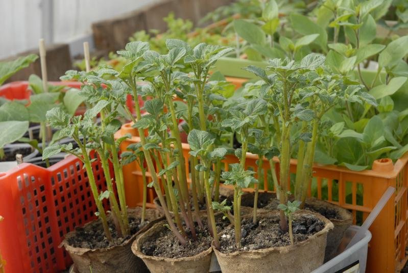 Kartoffeln aus Samen zu Hause anbauen