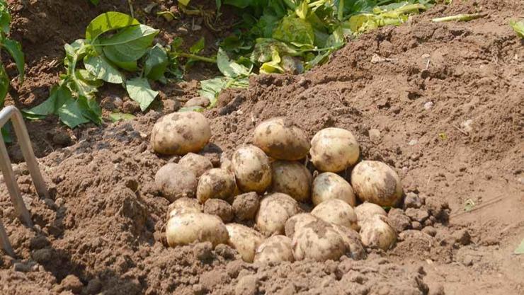 Kartoffelanbau auf sandigem Boden