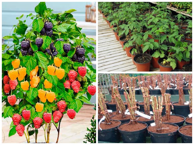 Anbau von Himbeeren in Containern