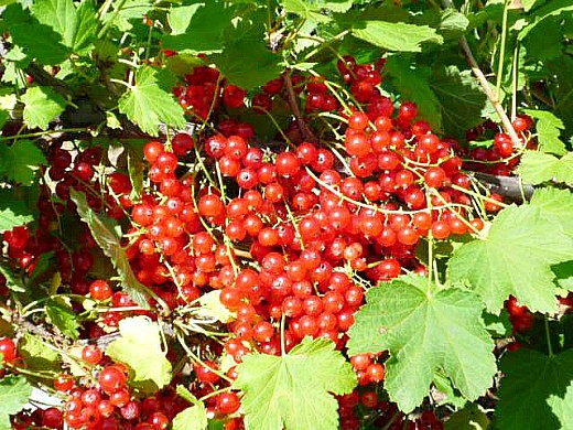 Anbau von roten Johannisbeeren auf Gartengrundstücken