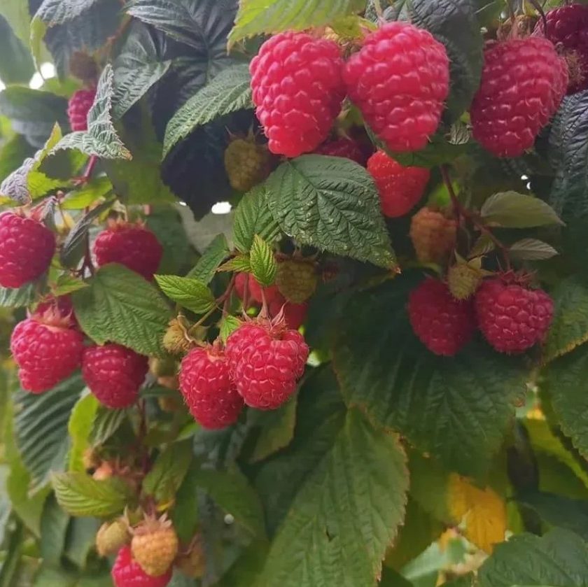 Anbau von remontierenden Himbeeren im Hausgarten