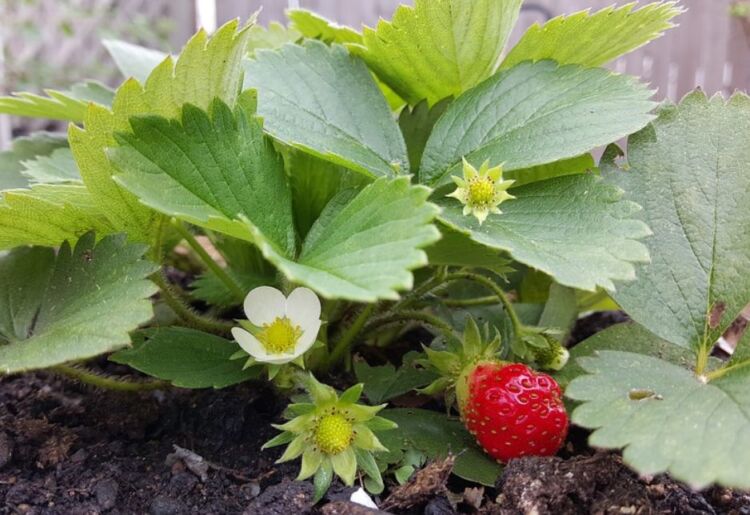 Anbau von remontierenden Erdbeeren im Freiland