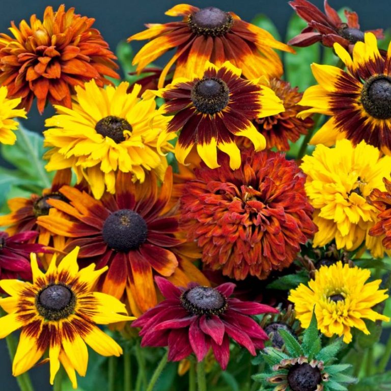 Anbau von Rudbeckia. Grundpflege