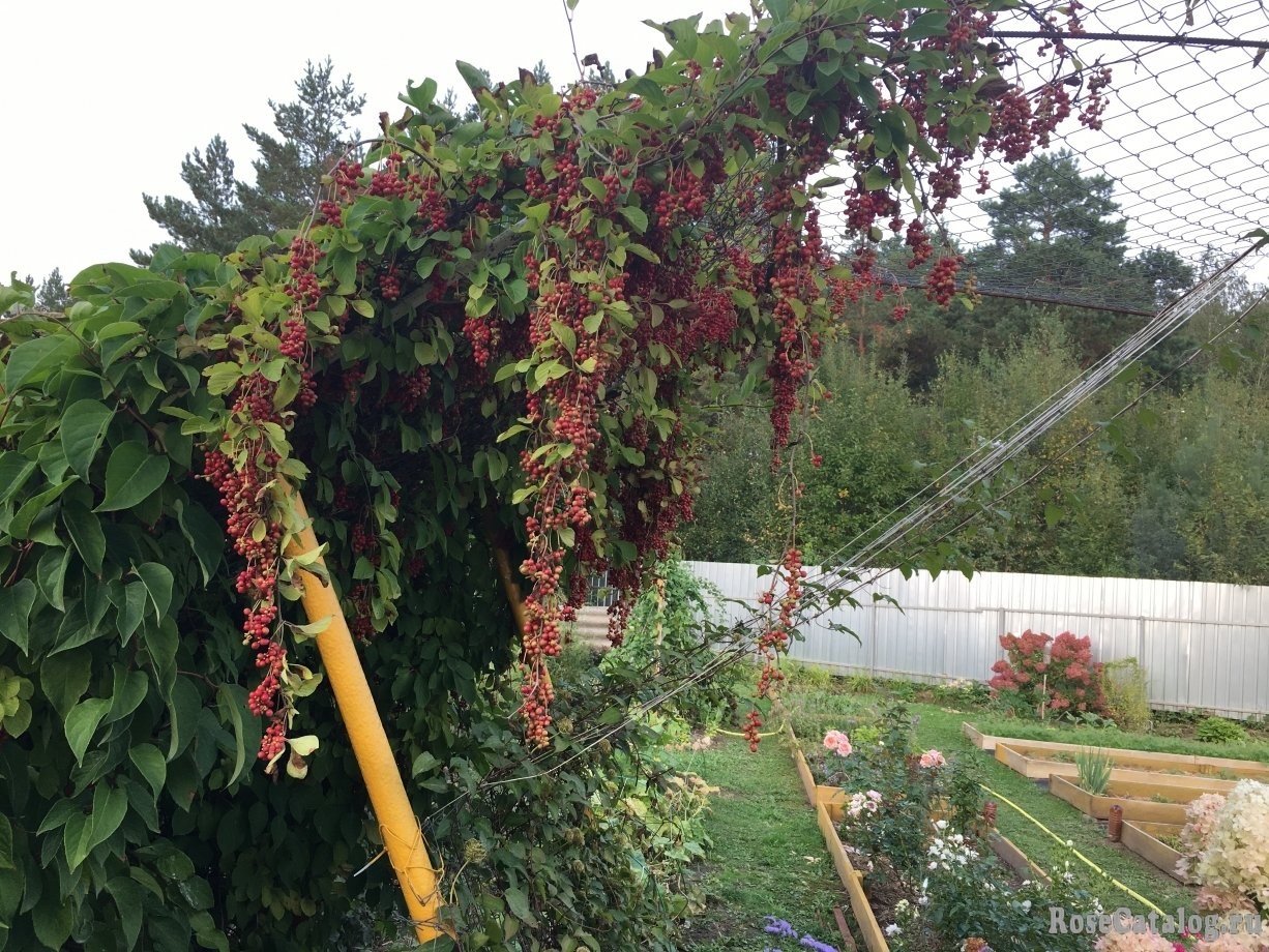 Anbau der Schisandra in der Zentralregion Russlands