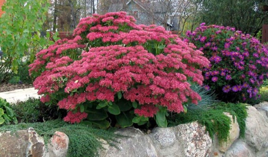Sedum im Garten anbauen