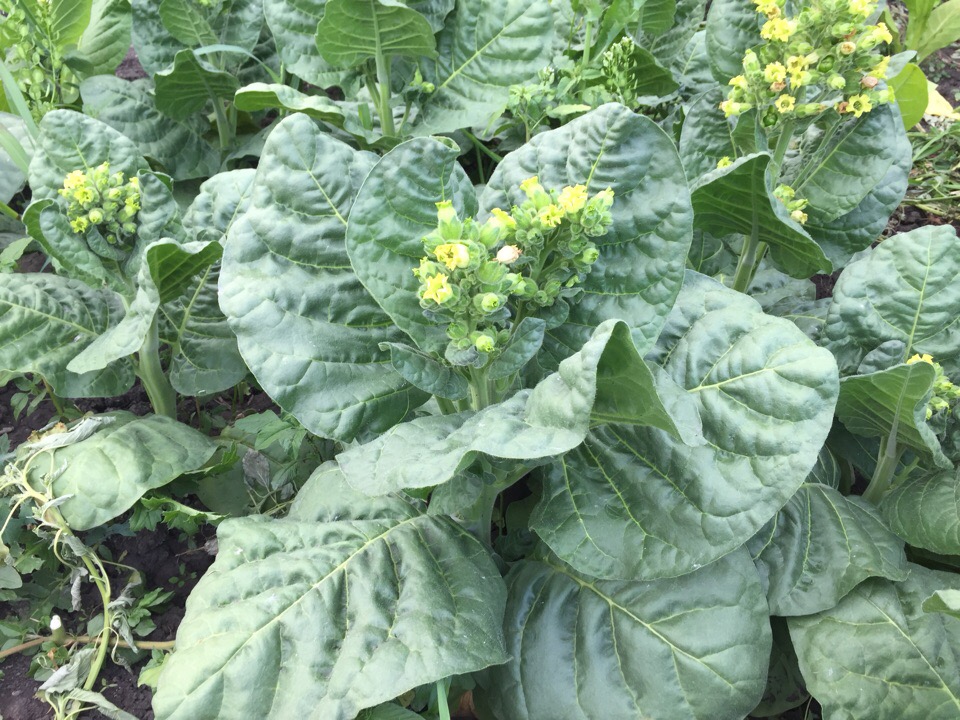 Anbau von Machorka im Garten zum Rauchen