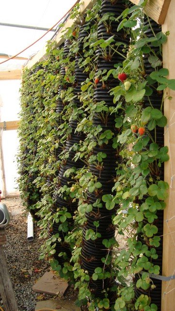 Hydroponischer Anbau von Erdbeeren