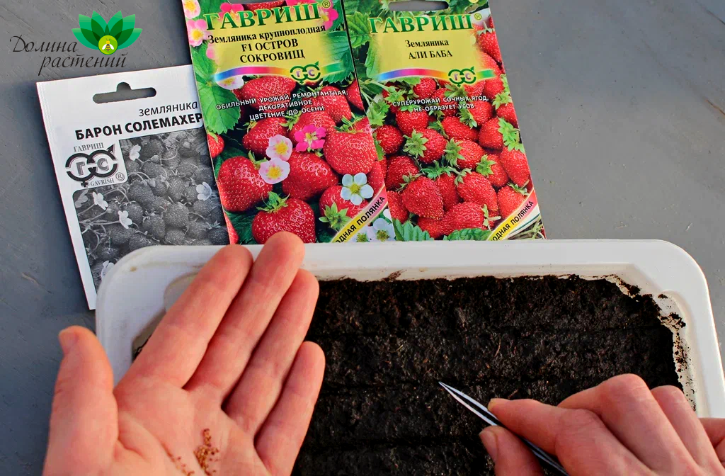 Erdbeeren in Kisten anbauen